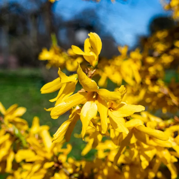 baharda çiçek forsythia çiçekler