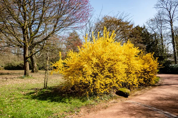 baharda çiçek forsythia bitki