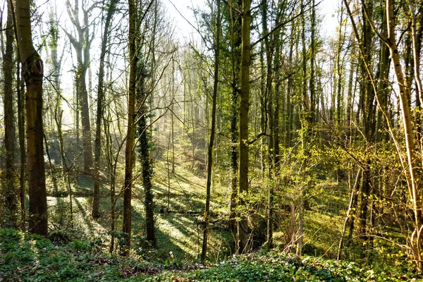 ilkbaharda orest undergrowth