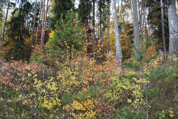 Hill Pokryte Kolorowe Jesienne Drzewa Tłem Lasu Błękitne Niebo — Zdjęcie stockowe