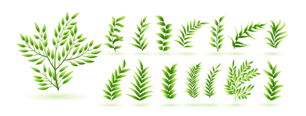 Natürliche Grüne Kräuterblätter Botanische Sammlung Design — Stockvektor