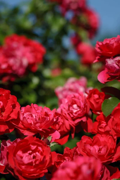 Red Roses Sunny Sky Background Background Defocus Royalty Free Stock Photos