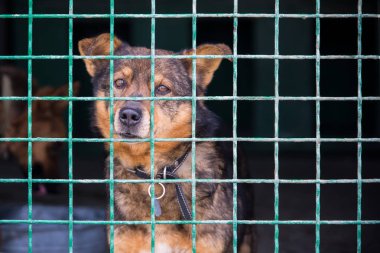 Kafese bakan yalnız sevimli köpek. Metin için boş alan