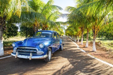 Varadero, Küba, yeşil avuç içi ile sokakta Amerikan mavi klasik araba, metin için boş alan