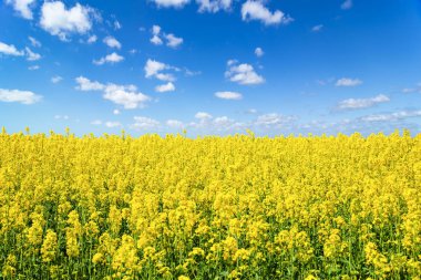Mavi bulutlu gökyüzü altında çiçekli tecavüz alanı Manzara görünümü. Renkli rapsfield raps. İsveç ukrayna renkleri