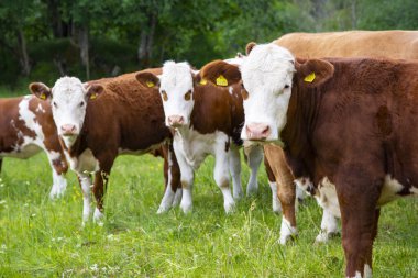 Beyaz kafalı bir grup kahverengi inek başını çevirip kameraya bakıyor. Tarlada duran inekler