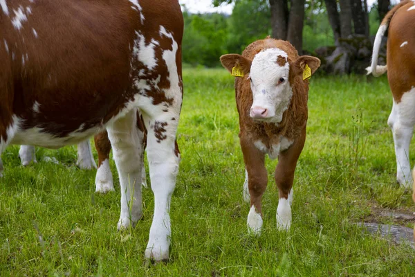 A small little brown calf with white head stands in a field with big cows. Group of cows. Breeding calves on the farm — Stock Photo, Image