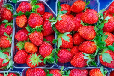Çiftçi caddesindeki bir markette satıştaki sepetlerde taze organik ekolojik çilek koleksiyonu..