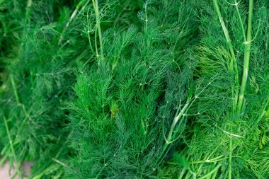 Meyve ve sebze pazarında taze dereotu. Yerel üreticilerin organik ve ekolojik gıdaları