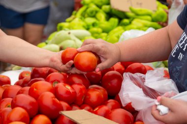 Bir kadın plastik torba kullanarak markette domates seçiyor. Taze organik meyve ve sebze alıyorum.