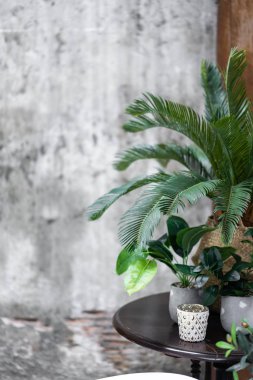 yapay bitkiler tarafından dekore gri banyo yakın 