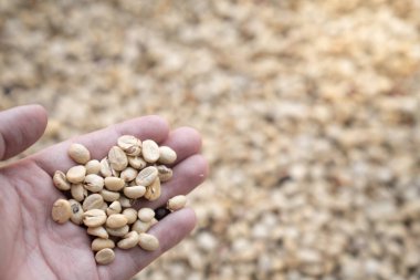 Bulanık arkaplanlı çiğ kahve çekirdeği / en iyi malzeme / kopyalama alanı