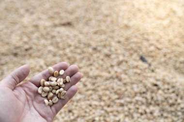 Bulanık arkaplanlı çiğ kahve çekirdeği / en iyi malzeme / kopyalama alanı