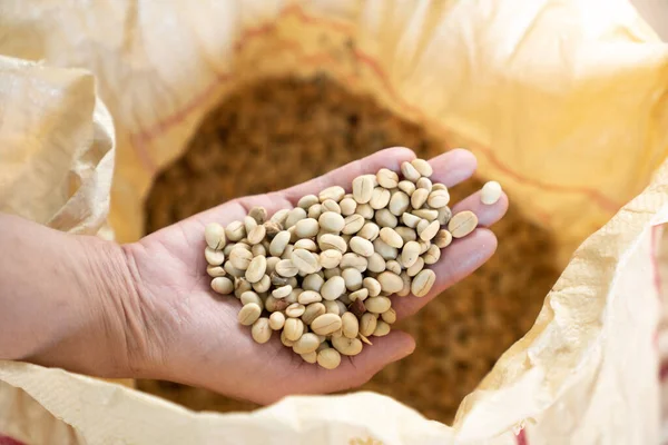 生のコーヒー豆を手に持ってぼかす 最高の素材 コピースペース — ストック写真
