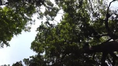 Bulutlu gökyüzü arkaplanındaki ağaçların görüntüsü, Phuket, Tayland