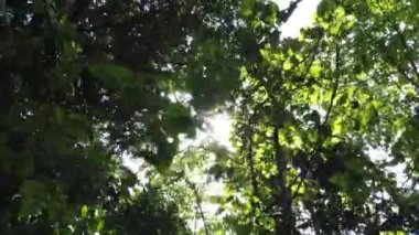 Güneşli gökyüzü arka planında ağaçların görüntüsü, Phuket, Tayland