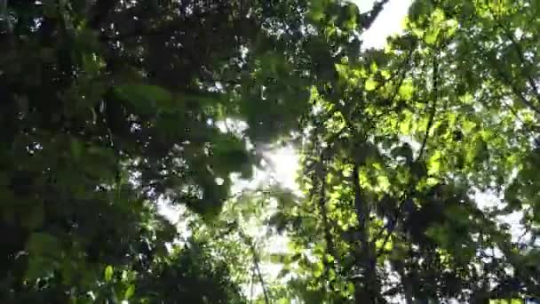 泰国普吉市阳光明媚的天空背景下的树枝景观 — 图库视频影像