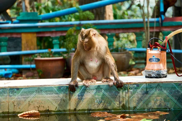 Affe sitzt auf Sambok-Pagode, Kratie, Kambodscha. — Stockfoto