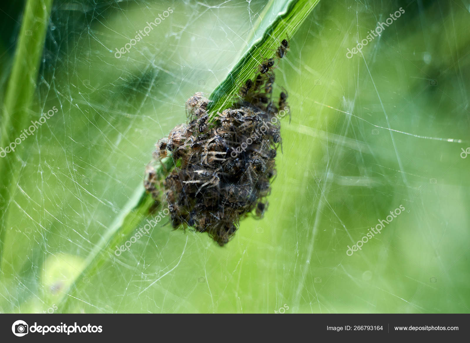 Bebe Araignees Naissant Dans Une Nature Incroyable Les Araignees Sortent Du Nid Image Libre De Droit Par Jayhub C Bebe Araignees Naissant Dans Une Nature Incroyable Les Araignees Sortent Du Nid Image Libre De Droit Par Jayhub C