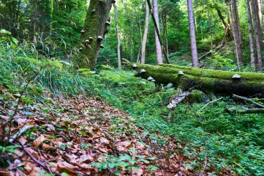 Ağaçta ağaçta yetişen mantar