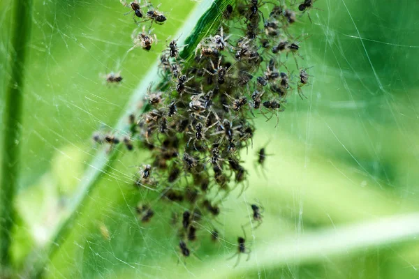 Bebe Araignees Naissant Dans Une Nature Incroyable Les Araignees Sortent Du Nid Image Libre De Droit Par Jayhub C Bebe Araignees Naissant Dans Une Nature Incroyable Les Araignees Sortent Du Nid Image Libre De Droit Par Jayhub C
