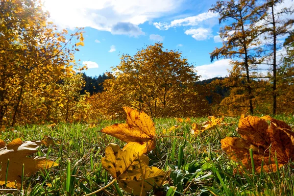 Outono paisagem Áustria árvore folhas céu fundo . — Fotografia de Stock