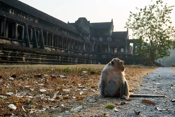 Affe sitzt im Tempelkomplex angkor wat siem reap, Kambodscha — Stockfoto