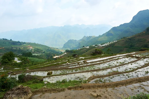 Kuzey Vietnam Dağı'ndaki pirinç tarlaları. Ha Giang döngü güzel manzara görünümü . Motosiklet gezisi