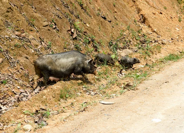 Familia de cerdos en Vietnam del Norte. Ha Giang bucle en el norte de Vietnam. Viaje en moto — Foto de Stock