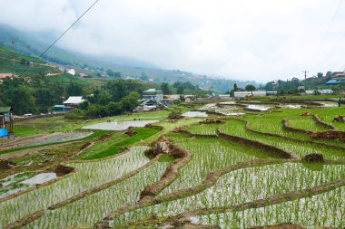 Sapa, Vietnam.- 22. Mai. 2019. Yerel halk Vietnam Lao chai sapa valey ricefield de çalışmak.