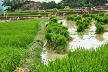 Sapa, Vietnam.- 22. Mai. 2019. Yerel halk Vietnam Lao chai sapa valey ricefield de çalışmak.