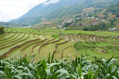 Sapa, Vietnam.- 22. Mai. 2019. Yerel halk Vietnam Lao chai sapa valey ricefield de çalışmak.