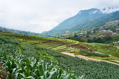 Sapa, Vietnam.- 22. Mai. 2019. Yerel halk Vietnam Lao chai sapa valey ricefield de çalışmak.