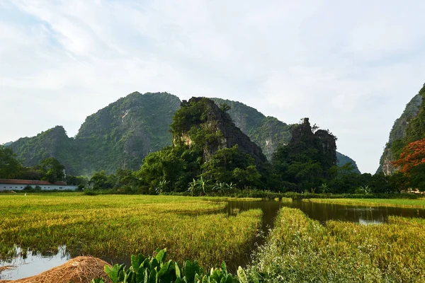 Landschap met bergen en rijstveld in Tam COC Vietnam. — Stockfoto