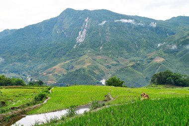 Köpek Vietnam lao chai sapa valey bir pirinç tarlası önünde oturup.