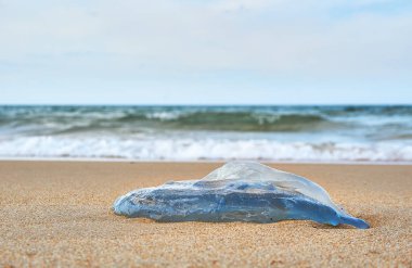 Tuy hoa Phu yen Plajda Büyük ölü denizanası