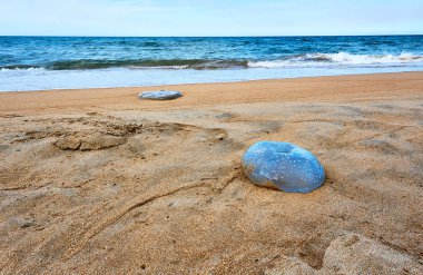 Tuy hoa Phu yen Plajda Büyük ölü denizanası