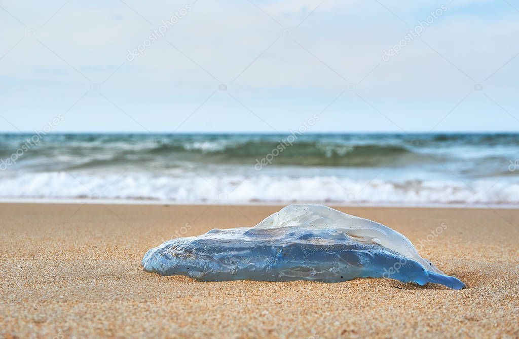 Huge Dead Jellyfish At The Beach In Tuy Hoa Phu Yen Larastock Huge Dead Jellyfish At The Beach In Tuy Hoa Phu Yen Larastock