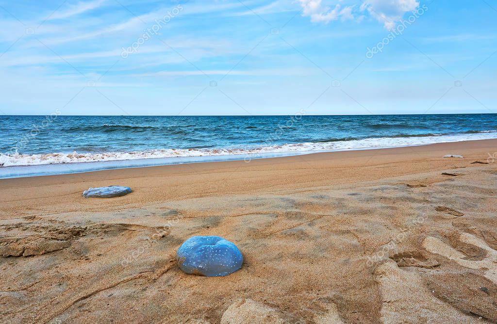 Huge Dead Jellyfish At The Beach In Tuy Hoa Phu Yen Larastock Huge Dead Jellyfish At The Beach In Tuy Hoa Phu Yen Larastock