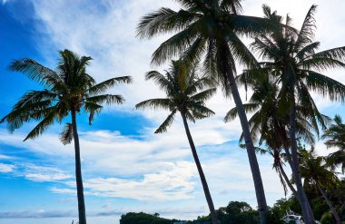 Malapascua adasında plaj ve coconot ağacı. Filipinler