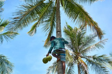 Filipinler, Siargao Adası, 20.Temmuz.2019 : Yerel filipinli hindistan cevizi ağacı tırmanma