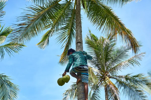 Filipinler, Siargao Adası, 20.Temmuz.2019 : Yerel filipinli hindistan cevizi ağacı tırmanma