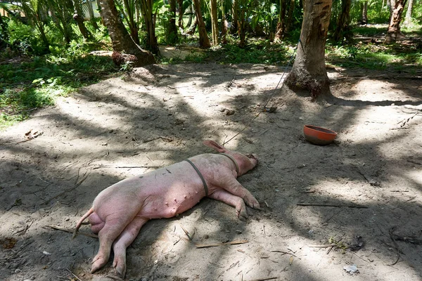 Filipinler, Siargao Adası, 20.Temmuz.2019 Siargao Adası'ndaki yerel köy