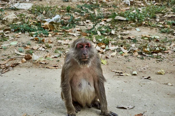 Affe mit gebrochenem Auge im Affentempel Wat Tham Pla-Pha Sua, außerhalb von Chiang Rai, Thailand. — Stockfoto