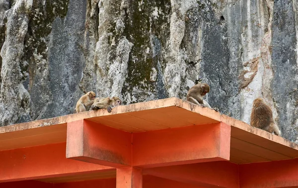 Affenfamilie auf dem Dach des Affentempels Wat Tham Pla-Pha Sua in Chiang Rai, Thailand. — Stockfoto