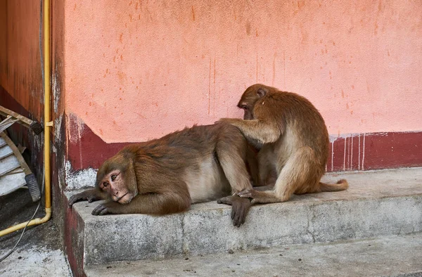 Affenpaar putzt sich im Affentempel Wat Tham Pla-Pha Sua, außerhalb von Chiang Rai, Thailand. — Stockfoto