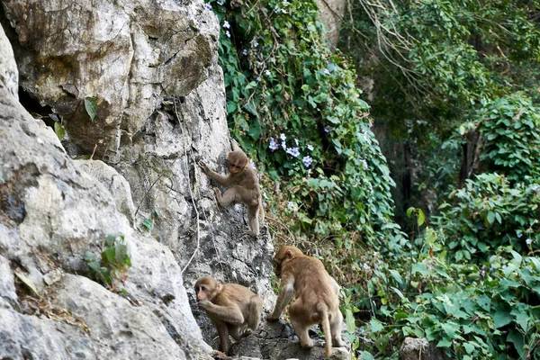 Affenbabys Auf Einer Steinmauer Affentempel Wat Tham Pla Pha Sua — Stockfoto