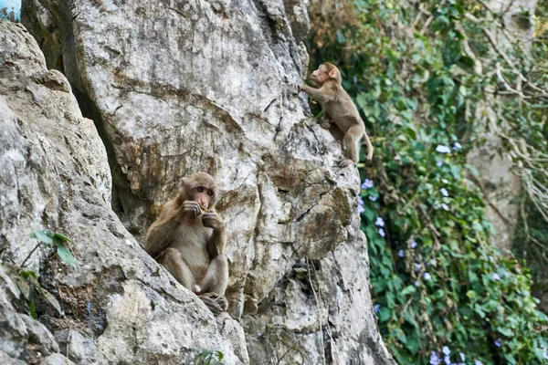 Affenbabys Auf Einer Steinmauer Affentempel Wat Tham Pla Pha Sua — Stockfoto