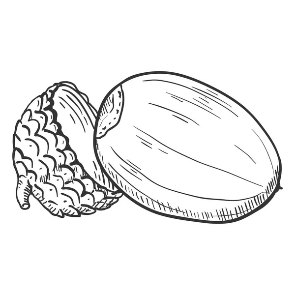 Vector Hand Getrokken Schets Illustration Oude Acorn Zonder Cap — Stockvector