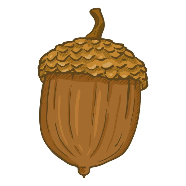 Ilustração Cor Dos Desenhos Animados Vetor Brown Oak Acorn —  Vetores de Stock